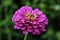 Graceful zinnia, beautiful elegant violet flower close up