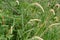 The gracefull infloresence of Reed Canary Grass aginst a blurred brush background in the fall.