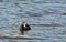 Gracefully floating on the pond. A rare bird gently floating on a pond.