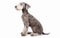 Gracefully sitting, this Bedlington Terrier's lithe build and soft, curly coat are showcased against a flawless