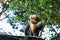 Gracile capuchin monkey. Bolivia