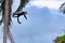 Gracile capuchin monkey hanging on the palm tree against sunset sky background, Costa Rica