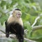Gracile Capuchin Monkey, Wildlife in Central America.