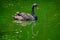Gracious black swan