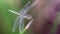 gracious blue dragonfly on its perch, macro photo of this delicate and elegant Odonata with wide wings and big faceted eyes. 