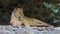 A Gracious Female Lion Lies on a Wooden Lounge in a Zoo