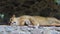 A Gracious Female Lion Sleeping in a Stone Niche in a Zoo in Summer