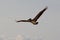 Gracious Pelican flying over Puerto Vallarta, Mexico
