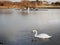 Gracious white swan in focus in foreground, rowing four boat out of focus in the background. Calm river surface