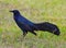 Grackle