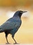 Grackle