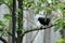 Grackle in Apple Tree