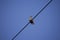 Grackle bird on a wire against blue sky