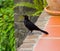 A grackle in the caribbean