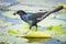 Grackle carrying food