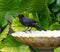 Grackle Eating a Seed on a Yellow Birdbath