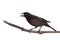 Grackle holds a piece of corn in its beak