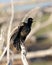 Grackle Photo. Close-up view perched on branch with blur background, displaying courtship plumage, open beak,