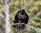 Grackle Photo Stock. Perched with a blur background displaying blue mauve feather courtship plumage, open tail, head, open beak in