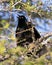 Grackle Photo Stock. Perched with a blur background in the forest displaying body, blue mauve feather plumage, head, feet, eye,
