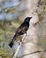 Grackle Photo Stock. Perched with a blur background in the forest displaying body, blue mauve feather plumage, head, feet, eye,