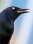 Grackle portrait