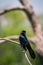 Grackle Quiscalus major perching on a branch with beak open