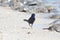 Grackle searching for Horseshoe Crab Eggs