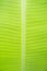 Gradation of Banana Leaf - Dew Photography Abstract