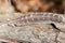 Grade A barred turkey smudging feather on a tree bark in the forest