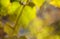 Gradient bokeh background, green to yellow vegetation background