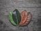 Gradient jackfruit leaves on different stages autumn senescene on wood background