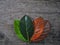 Gradient jackfruit leaves on different stages autumn senescene on wood background