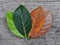 Gradient jackfruit leaves on different stages autumn senescene on wood background