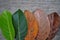 Gradient jackfruit leaves on different stages autumn senescene on wood background