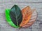 Gradient jackfruit leaves on different stages autumn senescene on wood background