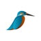Gradient kingfisher bird vector illustration