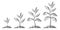 Gradual tree growth in the ground. Stages of growth from sprout to adult plant. Agriculture, gardening, nature concept