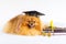 graduated dog