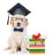 Graduated puppy with books and diploma. isolated on white background