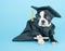 Graduation Puppy