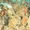 Graeffe\\\'s Sea Cucumber on coral reef