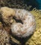 Graeffe`s sea cucumber on hard coral tropical reef