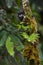 Graells`s Black-mantle Tamarin- Saguinus nigricollis graellsi
