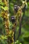 Graells`s Black-mantle Tamarin- Saguinus nigricollis graellsi