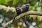 Graells`s Black-mantle Tamarin- Saguinus nigricollis graellsi