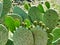 Graffiti Carved on Fruiting Prickly Pear Cactus Leaves, Greece