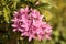 Graffiti Pink Star Flower Pentas lanceolata blooms