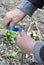 Graft fruit tree. Grafting and budding fruit tree with grafting tape. Grating tree branch