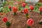 Grafted cacti. Colorful gymnocalycium cactus garden.